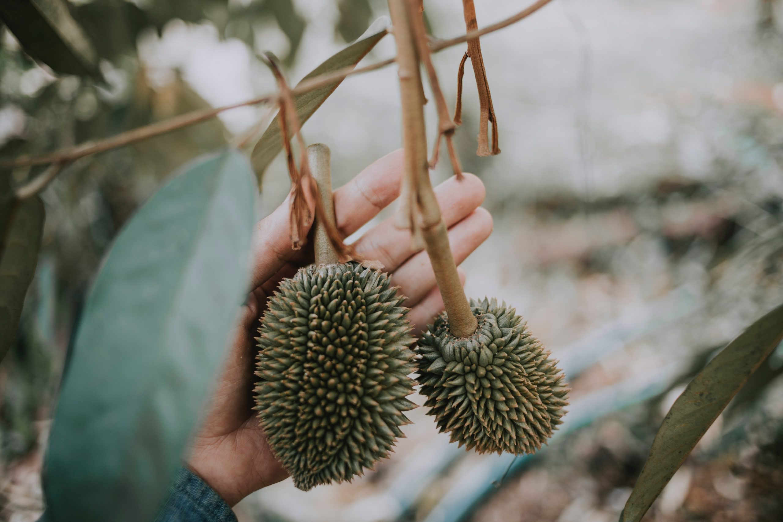 best-durian-in-singapore